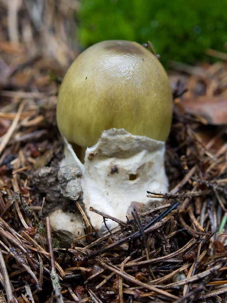 Death cap mushroom — Stock Photo, Image