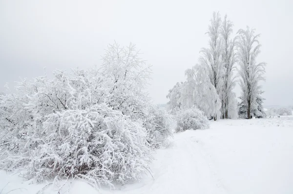 Neve coberto paisagem invernal — Fotografia de Stock