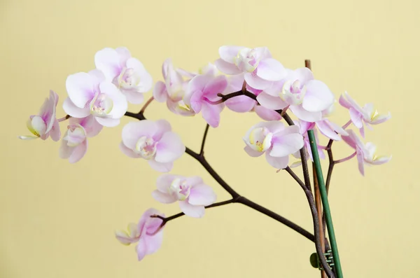 Dettaglio del orchid fiorito — Foto Stock