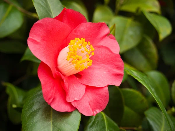 Blommande röd camellia — Stockfoto