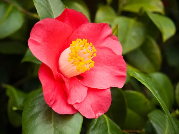 Blühende rote Kamelie — Stockfoto