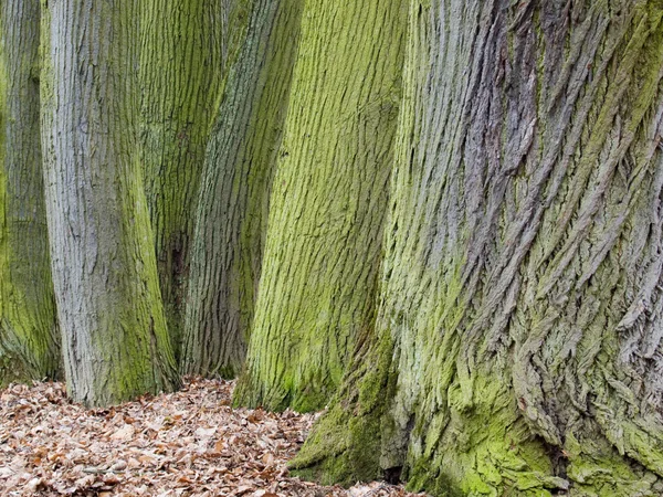 Ağaç gövdelerinin detay — Stok fotoğraf