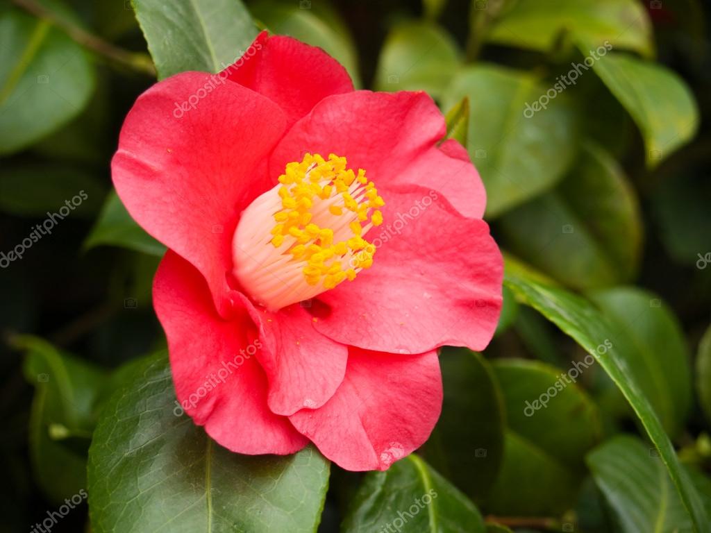 Flowering red camellia Stock Photo by ©merial 29168519