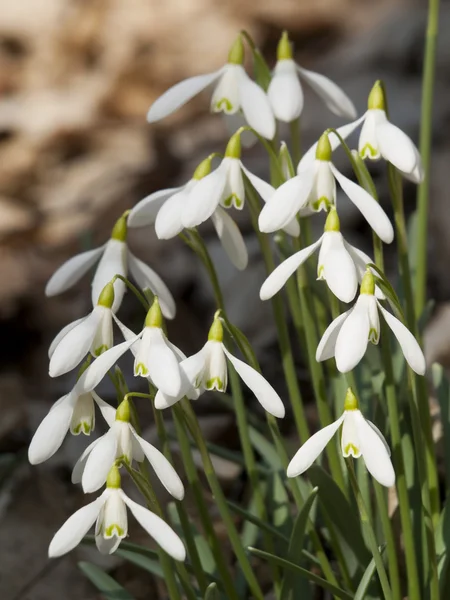 Group of wild flowering snowdrops — Stock Photo, Image