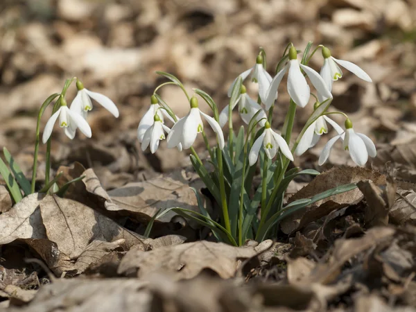 Gruppe wild blühender Schneeglöckchen — Stockfoto