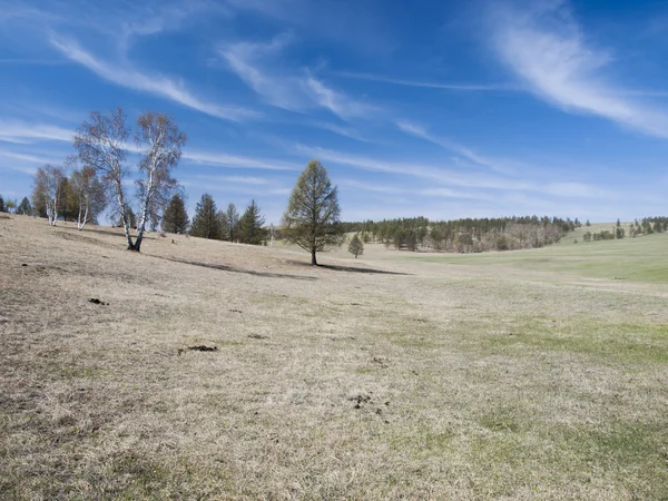 Mongolian steppe met schaarse bomen — Stockfoto