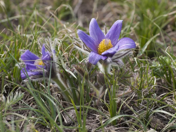 Mongoolse bloei Pulsatilla bloemen — Stockfoto