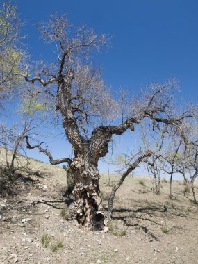 Bahar'ın Moğol çölde