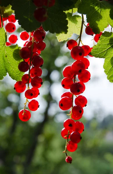 Gren full av färska röda vinbär — Stock fotografie