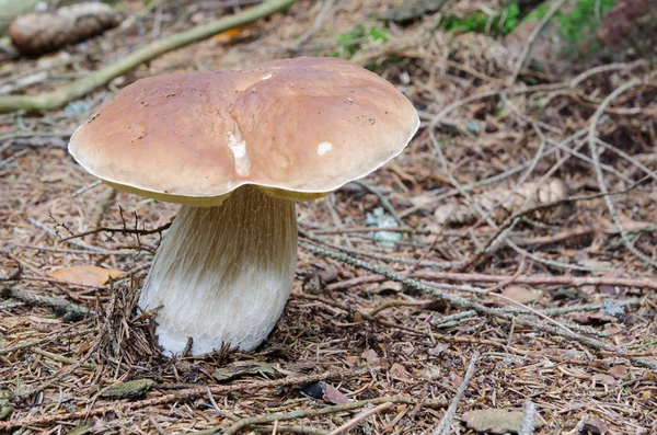 Penny bun (Boletus) mushroom — Stock Photo, Image