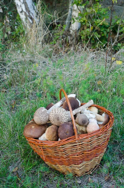Korb voller essbarer Pilze — Stockfoto