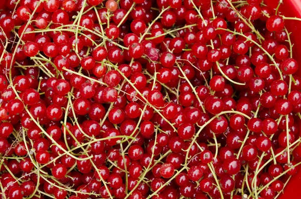 Organic red currant texture Stock Picture