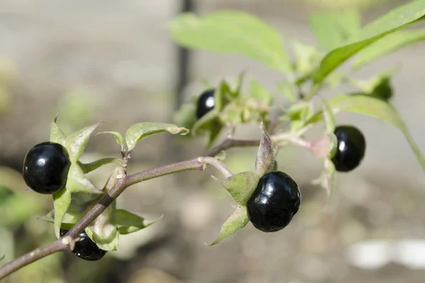 Detalhe da fruta Belladonna altamente tóxica — Fotografia de Stock