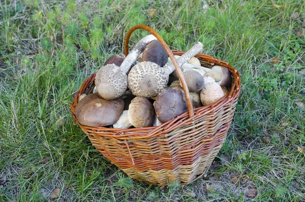 Basket full of edible mushrooms — Stock Photo, Image