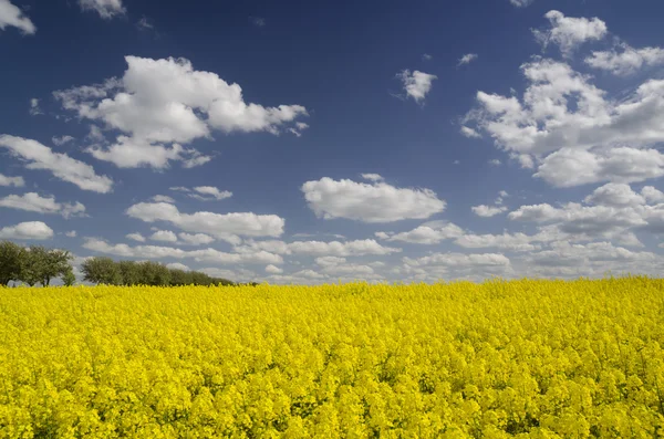 Campo de colza de floração amarela — Fotografia de Stock