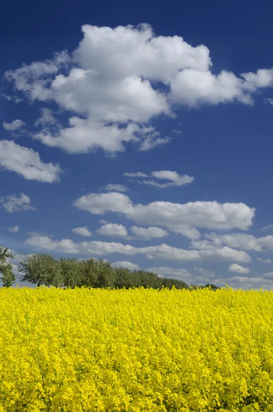 Field of yellow flowering rape — Stock Photo, Image