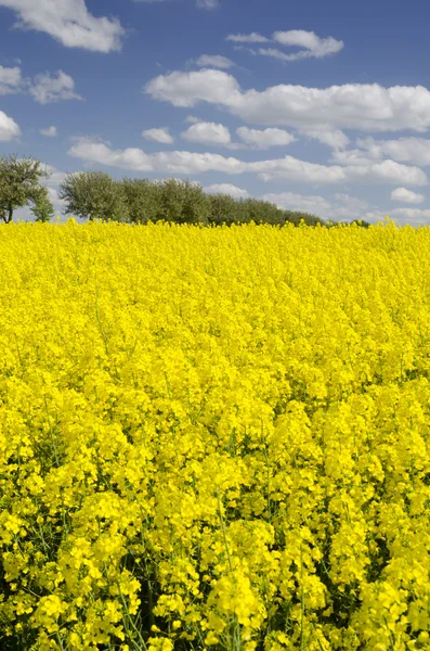 Campo de colza de floração amarela — Fotografia de Stock