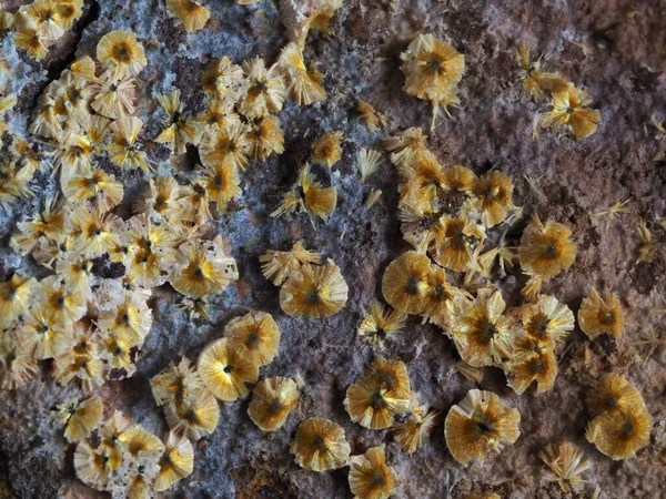 Aggregati Radiali Del Minerale Giallo Cacoxenite Trenice Repubblica Ceca — Foto Stock