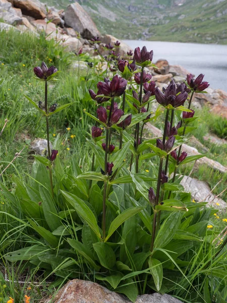 Floração Selvagem Purple Gentian Flores Gentiana Purpurea Nos Alpes Suíços — Fotografia de Stock