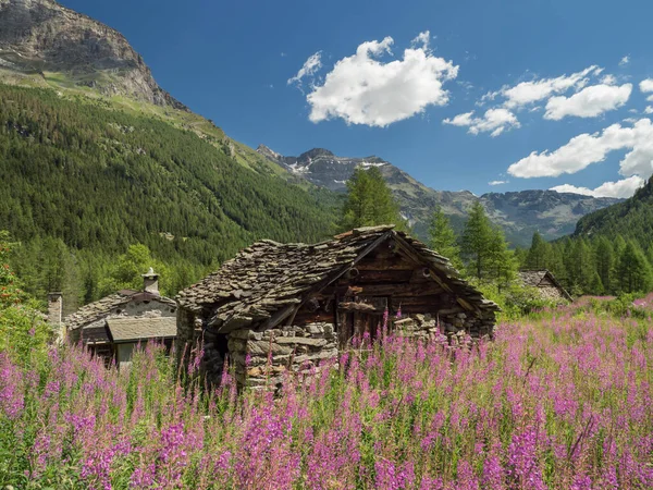 Summer Alpine Val Sissone Valley Historic Stone Shelter Purple Flowers — Stock Photo, Image