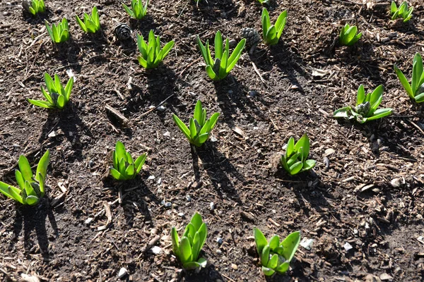 Gardening — Stock Photo, Image