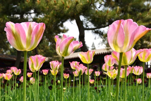 Bloeiende tulip bloem in tuin — Stockfoto