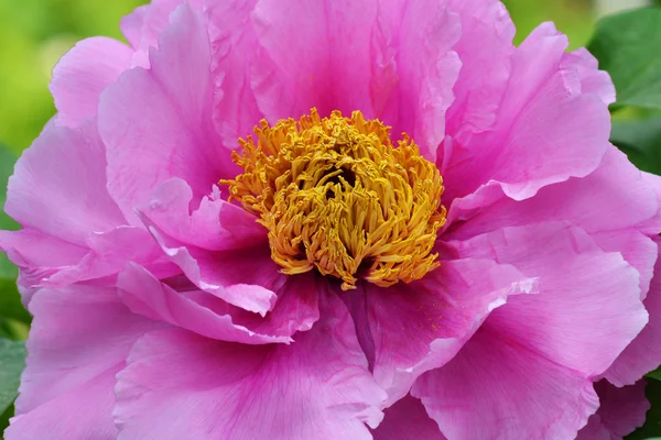 Flor de tulipán en el jardín — Foto de Stock