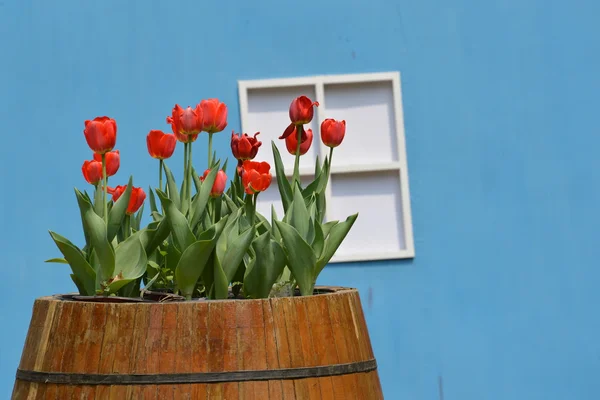 Blooming tulip flower in garden — Stock Photo, Image