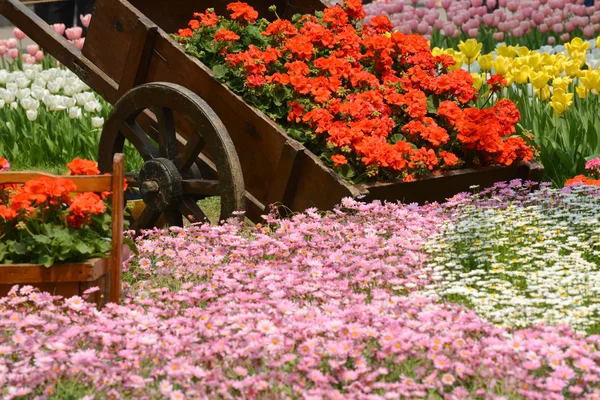 Bloeiende tulip bloem in tuin — Stockfoto