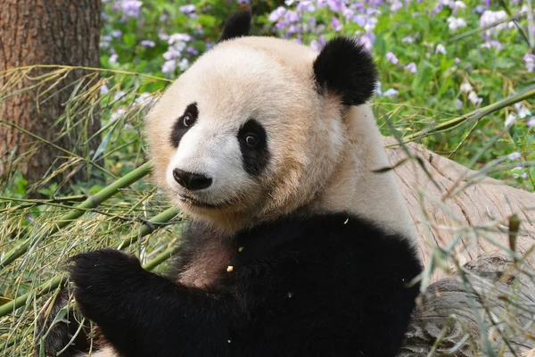 Sevimli panda — Stok fotoğraf