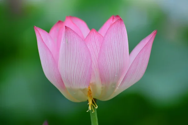 Lotus — Stockfoto