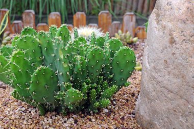 Bahçedeki etli bitkiler