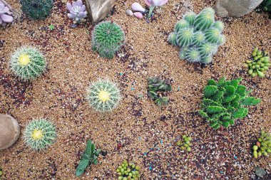 Bahçedeki etli bitkiler