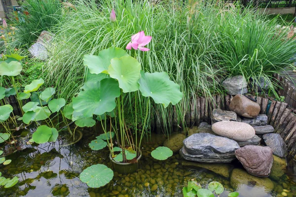 Lotus Dans Jardin — Photo