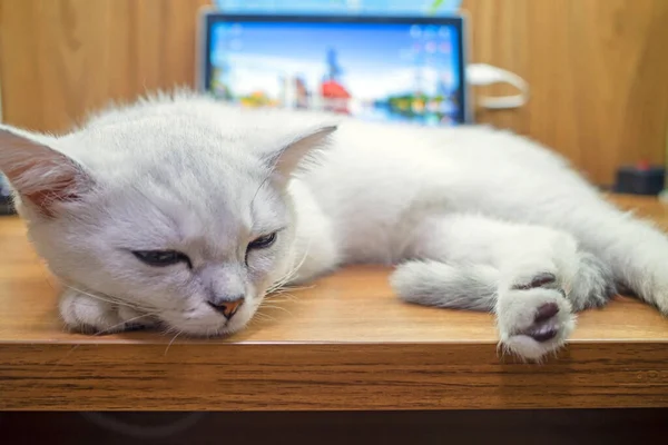 Roztomilý Britský Krátký Stříbrný Gradient Bílá Kočka Pohled — Stock fotografie