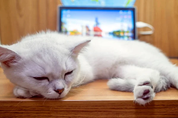 Roztomilý Britský Krátký Stříbrný Gradient Bílá Kočka Pohled — Stock fotografie