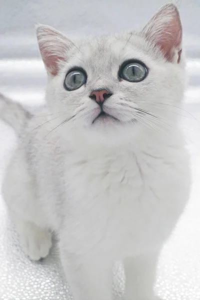 Χαριτωμένο Βρετανικό Σύντομο Ασημένιο Κλίση Λευκό Βλέμμα Γάτα — Φωτογραφία Αρχείου