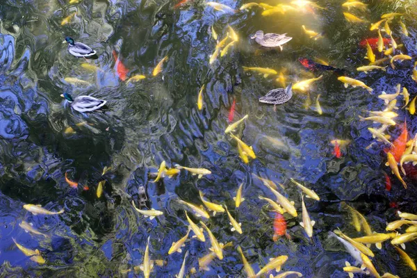 Pato Água Pálida Com Peixes Dourados — Fotografia de Stock