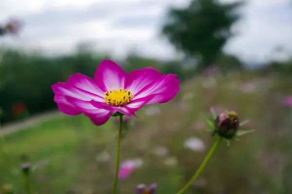 盛开的杜鹃兰花 — 图库照片