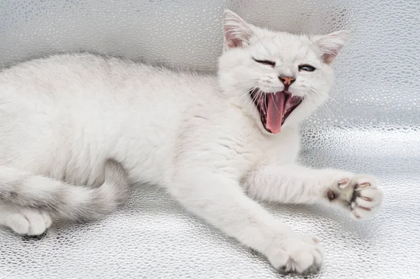 Lindo Gato Británico Corto Plata Gradiente — Foto de Stock