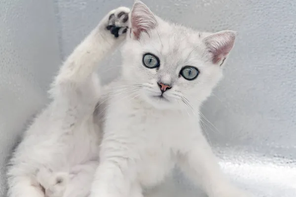 Roztomilý Kočka Britský Krátký Stříbrný Gradient — Stock fotografie