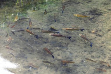 Gizhou vilayetinde vally akışı