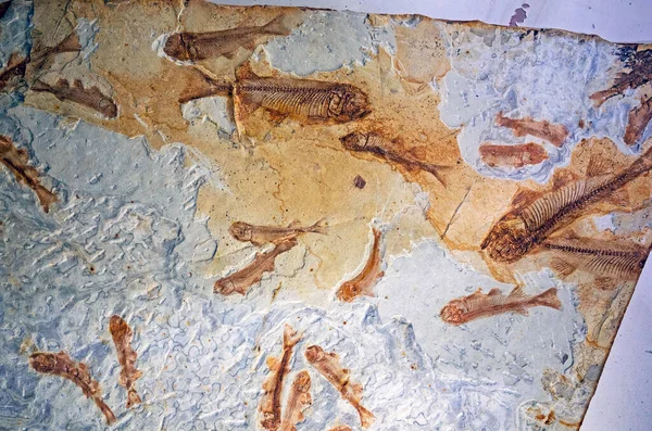 Палеонтологические Окаменелости Древних Существ — стоковое фото