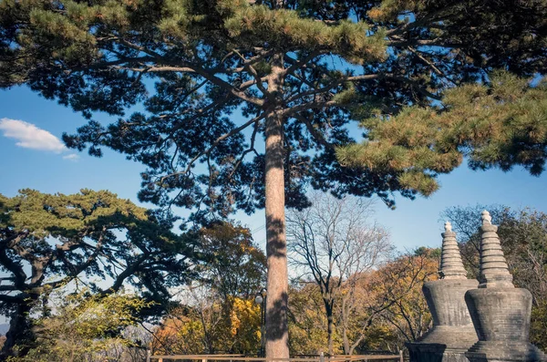 Stupa Buddha Master Forest — Stock Photo, Image