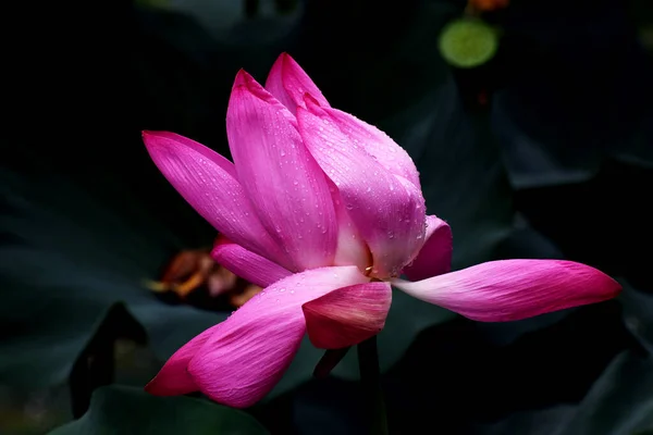 Flor Loto Hoja — Foto de Stock