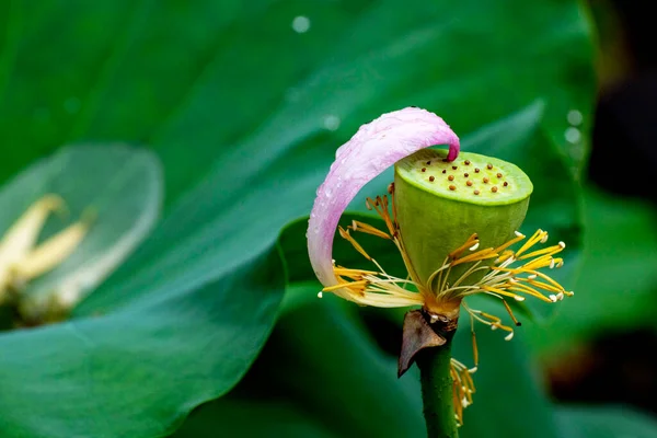 Flor Loto Hoja —  Fotos de Stock