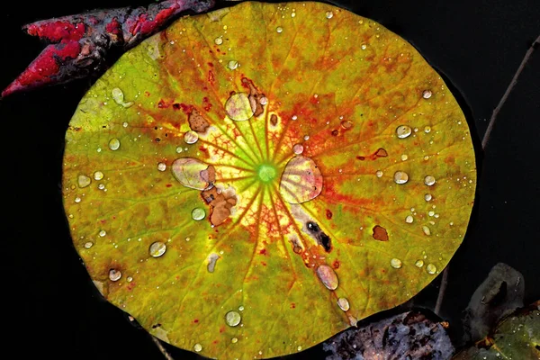 Цветок Лист Лотоса — стоковое фото