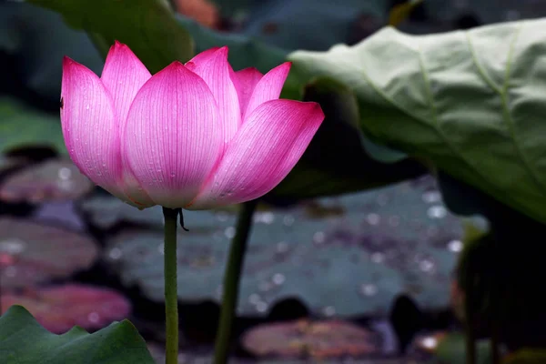 Lotus Flower Leaf — Stock Photo, Image