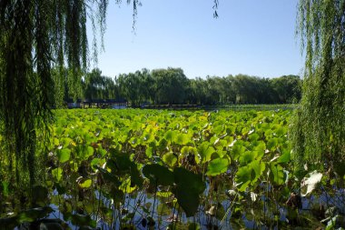 Nilüfer Gölü eski yaz sarayında 