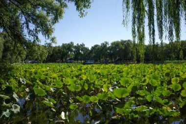 Nilüfer ile eski yaz sarayında göl 